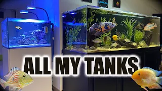 All of My Aquariums | Complete Basement Fish Room Tour