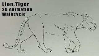 Lion _Tiger Walk Cycle 2D Animation