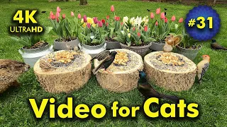 4K TV For Cats | Terrific Tulips | Bird and Squirrel Watching | Video 31