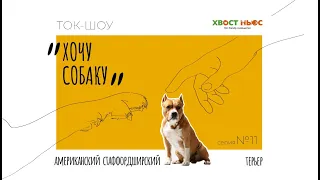 Ток-шоу «Хочу собаку». Амстафф – как не пропустить первые признаки агрессии?