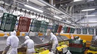 Overwhelming scale! 5 BEST korean food factory's amazing production process