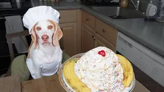 Dog Makes Ice Cream Sundae: Chef Dog Maymo