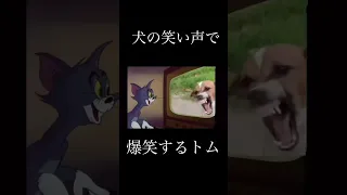 犬の笑い声で爆笑するトム #shorts #meme