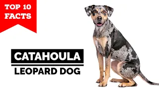 Catahoula Leopard Dog - Top 10 Facts