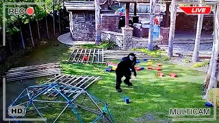 Escape the Cage! Backyard Monster Caught on Camera Breaking Out of Trap!!!