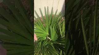 Windmill palm uncovering zone 6