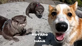 Otters Get Herded by Playful Corgi