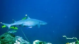Best of underwater secrets uncovered, Title Komodo marine park Indonesia.