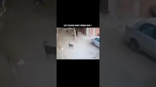 Cat Saves Baby