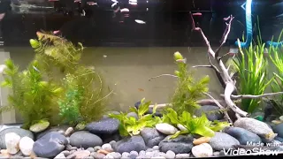 No CO2 50 gal. Low tech tank