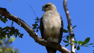 Encounter with a Hawaiian hawk