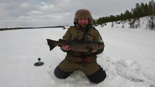 РЫБА МОЕЙ МЕЧТЫ / THE FISH OF MY DREAMS