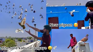 Finally itne mahine baad pakda 🥰 !! Pigeon catched from five thousand pigeons 😨