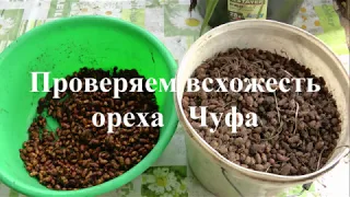 Чуфа орех проверка на всхожесть