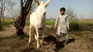 kids with donkey in field 2024