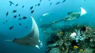An Incredible Scuba Dive in Tofo, Mozambique, with the RAREST STINGRAY