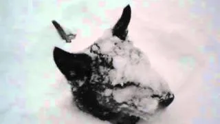 Playful dog in the snow