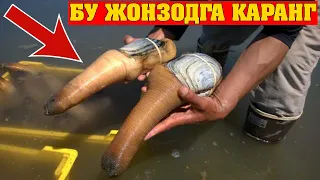 ДАХШАТ Сиз бунақасини аниқ ҳали кӯрмагансиз