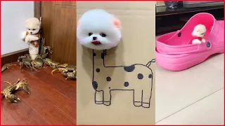 Funny and Cute Dog Pomeranian 😍🐶| Funny Puppy Videos #246