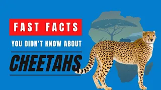 Fast Facts You Didn't Know About Cheetahs