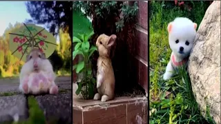 Cute Funny Animals  Video COMPILATION # 17  || Try Not To Laugh ||tik tok chó phốc sóc mini