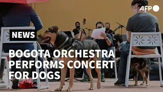 Bogota orchestra performs concert for dogs | AFP