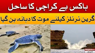 Karachi Hawks Bay Latest Update | Green Turtles | Express News | 24 December 2022