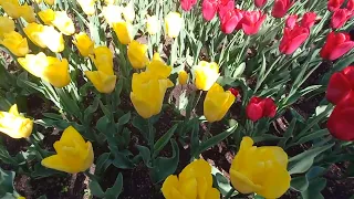 06.04.2024г. Бал тюльпанов 🌷🌼🌹🌺 На Приморском бульваре ⛲