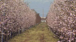 Fresno County's stunning Blossom Trail opens