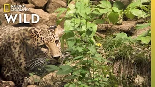 New Hope for Persian Leopards Once Hunted Near Extinction | Nat Geo Wild