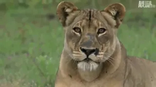 National Geographic Documentary  Lions vs Buffalo  Wildlife Animal