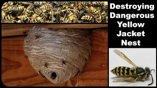 Why You Should Never Approach A Yellow Jacket Nest - Instant Attack Mode! Mousetrap Monday