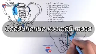 Анатомия соединений костей таза - meduniver.com