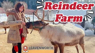Reindeer Farm Tour at Leavenworth | A day with me Vlog 🦌