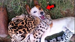 The aggressive jaguar was already ready to eat the puppy. Then the incredible happened!