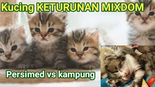 Anak kucing mixdom persimed vs kampung // miu meow