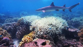 Saving The Great Barrier Reef - BBC Click