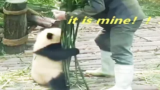 Panda and nanny War | | FUNNY and CUTE PANDA will make you LAUGH YOUR HEAD OFF