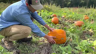 No till pumpkin production