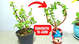 Transforma tu arbol de Jade con esta tecnica