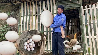 Make a nest for wild chickens to lay eggs. building life / mountain life (EP.25)