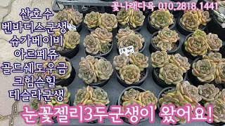 눈꽃젤리,아르페쥬,크림슨힐,테슬라군생,산호수,벤바디스,슈가베이지!오늘은 초보맘들에게 추천하는 다육이들이 많아요!  !꽃나래다육 010.2818.1441