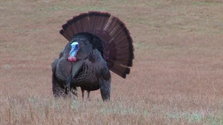 Archery Turkey hunt -- 10 yard shot