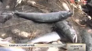 На Камчатку надвигаются миллиардные стаи дикого лосося