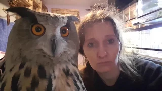 You want your owl to say 'mi-mi-mi', but she gives you only 'Uhoo'!