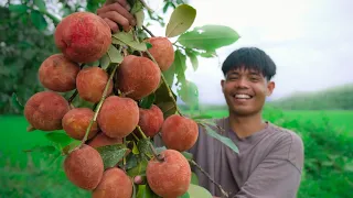 [Story 127] Picking MABOLO fruit before they fall on the ground | Making fruit shake and more!