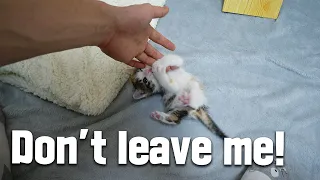 4-WEEK-OLD Rescued Kitten is Very Obsessed With me! Oh My...
