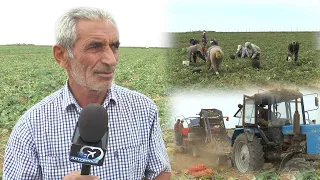 Ахтубинские фермеры (16.09.2020)