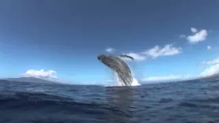Humpback Breach from Underwater