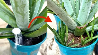 Few People Think This Way Will Help Aloe Vera Grow Fast And Have Many Seedlings